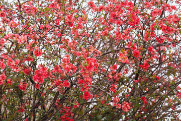 Macro of bright red spring flowering Japanese quince or Chaenomeles japonica on the blurred garden background.