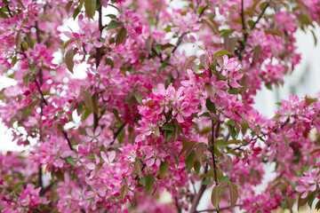 fruit tree blossom in springtime. tender pink flowers bathing in sunlight. warm april weather. Blooming tree in spring, internet springtime banner. floral background.