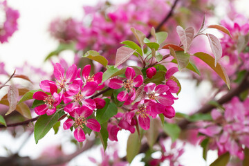 fruit tree blossom in springtime. tender pink flowers bathing in sunlight. warm april weather....