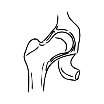 Hip Bone line icon vector illustration logo design.