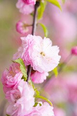 Fototapeta na wymiar Sakura tree blossom in springtime. tender pink flowers bathing in sunlight. warm april weather. Blooming sakura tree in spring, internet springtime banner. floral background.