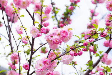 Sakura tree blossom in springtime. tender pink flowers bathing in sunlight. warm april weather. Blooming sakura tree in spring, internet springtime banner. floral background.