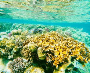 Colorful Natural coral reef with Fish egypt red Sea 