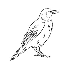 Hand-drawn black crow. Raven, bird sketch, vector illustration