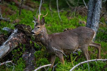 a roebuck is standing in the forest at a  spring morning