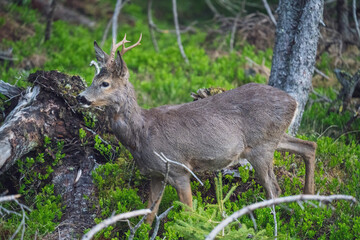 a roebuck is standing in the forest at a  spring morning