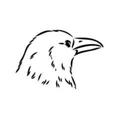 Hand-drawn black crow. Raven, bird sketch, vector illustration
