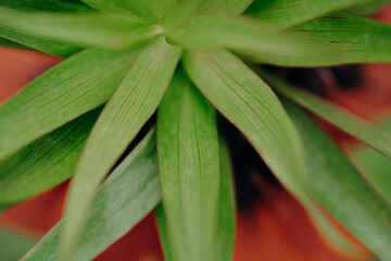 Beautiful fresh green leaves in garden. Plant close-up view.