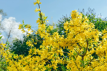 Forsythia bush with yellow flowers. Bloom season. Spring and summer colors