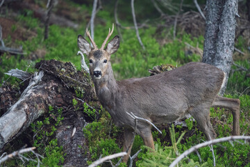 Fototapeta premium a roebuck is standing in the forest at a spring morning
