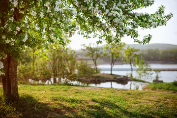 Branches of a blossoming apple tree on a green glade against the backdrop of lakes. Blurred nature background.