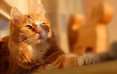 Ginger domestic cat relaxing in the sunlight on the balcony window