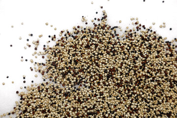 Heap of raw Quinoa seeds on white background. Closeup of tricolor Quinoa seeds, edible gluten-free,...