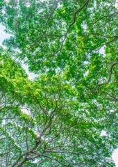 green leaves background