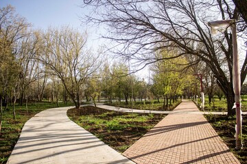 Park full of trees. Trees and pathways in a park creates a shape of heart with the help of sunshine and trees shadows. Contrast between sunshine and shadows in a park