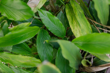 Fototapeta na wymiar Many small slender galangal leaves