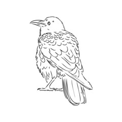Hand-drawn black crow. Raven, bird sketch, vector illustration