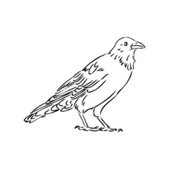 Hand-drawn black crow. Raven, bird sketch, vector illustration