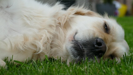 Relaxed Golden Retriever dog lying down in grass, eyes slightly open. 