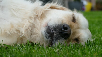 Sleepy Golden Retriever lying down in grass within a garden
