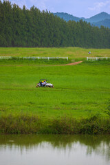 Driving in the green fields behind the mountains with bright blue skies.