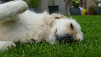 Golden Retriever dog lying down in grass within a garden setting. 