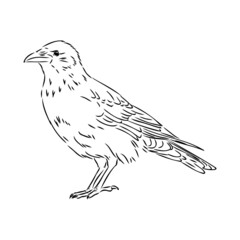 Hand-drawn black crow. Raven, bird sketch, vector illustration