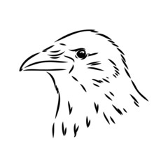 Hand-drawn black crow. Raven, bird sketch, vector illustration