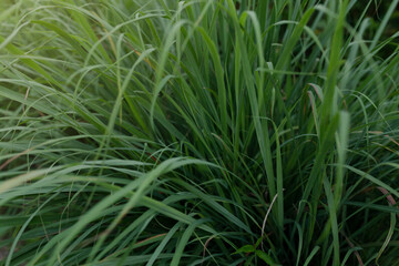 leaf tips of many lemongrass
