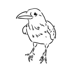 Hand-drawn black crow. Raven, bird sketch, vector illustration
