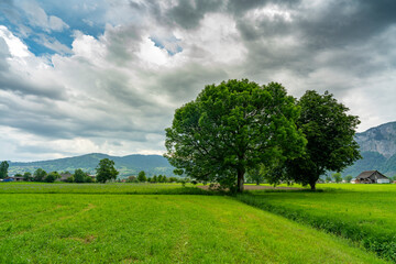 Fototapeta na wymiar im Frühling spriessende und blühende Bäume am sonnigen Tag mit aufziehendem Gewitter. grüne Wiesen, Berge und graue Wolken machen eine dramatische Stimmung im Rheintal, Dornbirn, Vorarlberg, Austria