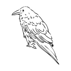 Hand-drawn black crow. Raven, bird sketch, vector illustration