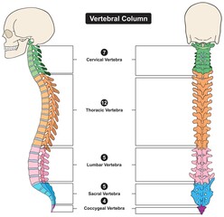 Vertebral column of human body anatomy infographic diagram medical science education spine vertebra cervical thoracic lumbar sacral coccygeal skull ribs sternum hipbone skeleton bone vector - obrazy, fototapety, plakaty