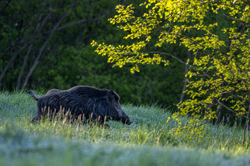 Wild boar (Sus scrofa) in the meadow.