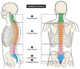 Vertebral column of human body anatomy infographic diagram medical science education spine vertebra cervical thoracic lumbar sacral coccygeal skull ribs sternum hipbone skeleton bone vector - obrazy, fototapety, plakaty