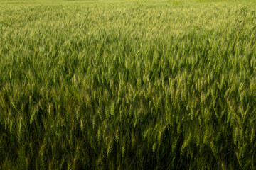 a wheat field