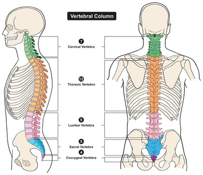 Vertebral column of human body anatomy infographic diagram medical science education spine vertebra cervical thoracic lumbar sacral coccygeal skull ribs sternum hipbone skeleton bone vector