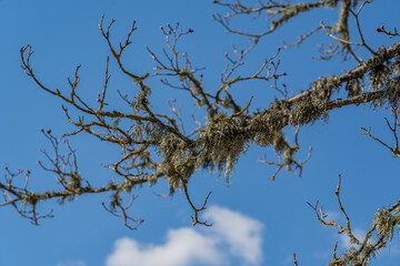 A branch covered with lichen in the spring.