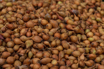 A lot of small onions..