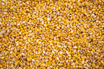 The bright orange corn kernels are simply stunning
