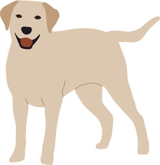 A beige Labrador dog stands in full growth