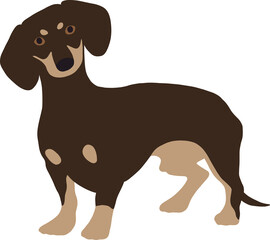 Long dog breed dachshund stands in full growth