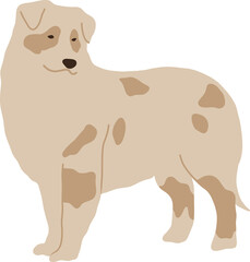 Cute fluffy dog ​​breed Australian Shepherd stands in full growth