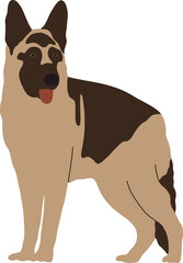 Beautiful German Shepherd dog stands in full growth