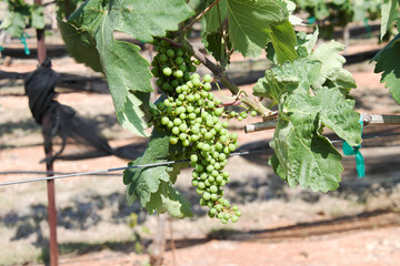 Central Texas winery vineyard