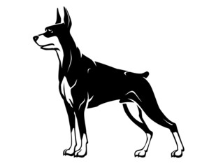 Doberman Pinscher Dog Breed, Side View