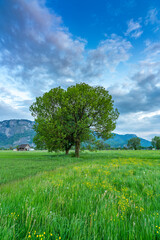 Fototapeta na wymiar im Frühling spriessende und blühende Bäume am sonnigen Tag mit aufziehendem Gewitter. grüne Wiesen, Berge und graue Wolken machen eine dramatische Stimmung im Rheintal, Dornbirn, Vorarlberg, Austria