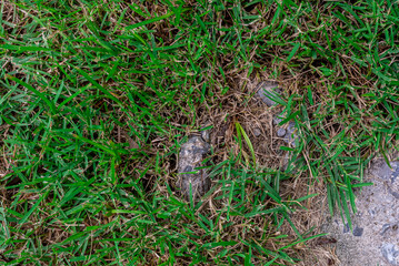 green asia grass background picture nature