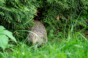 a hedgehog, erinaceus europaeus, in the garden at a spring evening © DoreenB. Photography