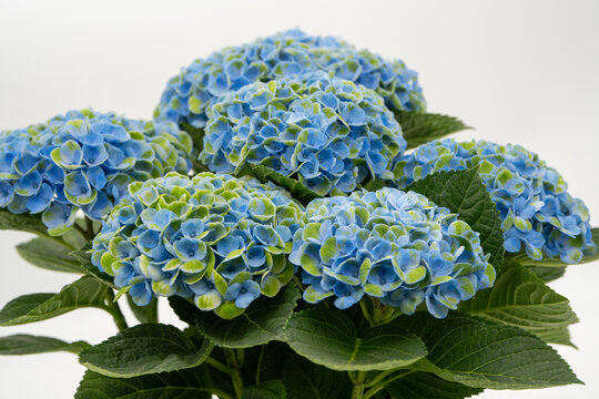 Nono Images Browse 1 505 Stock Photos Vectors And Video Adobe Stock Nono Images Browse 1 505 Stock Photos Vectors And Video Adobe Stock